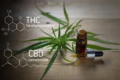 نظرة عامة على صناعة CBD & THC VAPE: أحدث دليل كامل