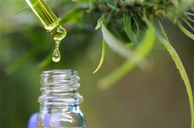 CBD مقابل THC: كل ما تحتاج إلى معرفته